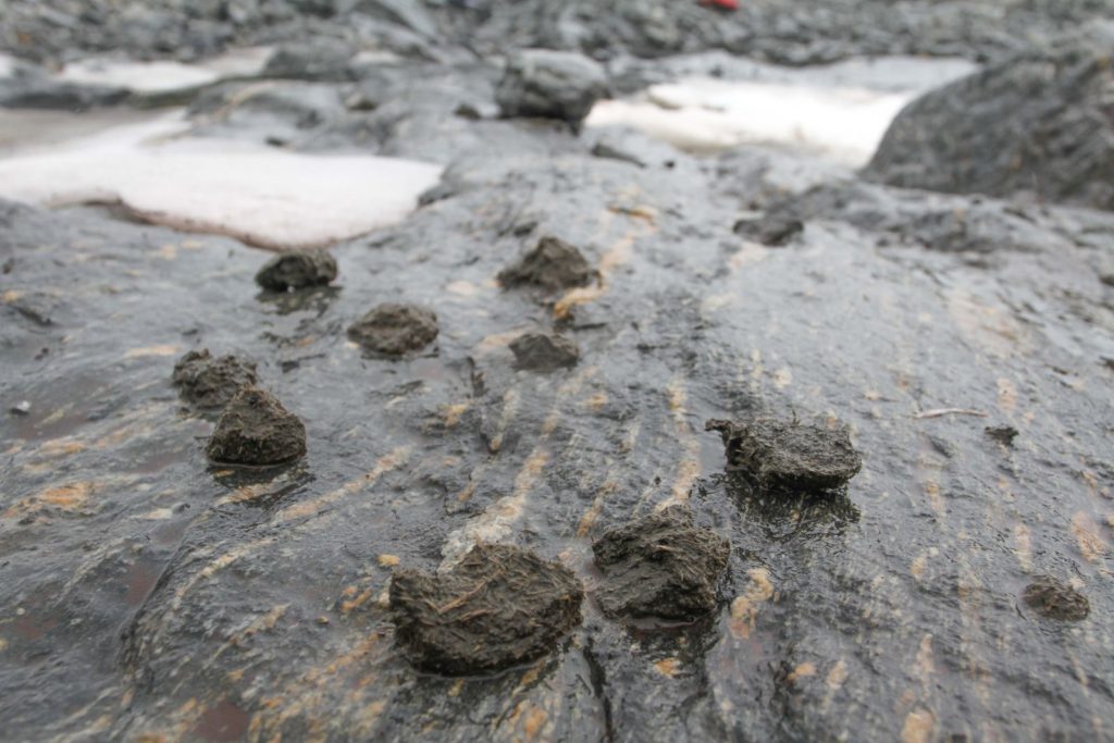 Ancient horse dung found at the top of the Lendbreen ice patch.