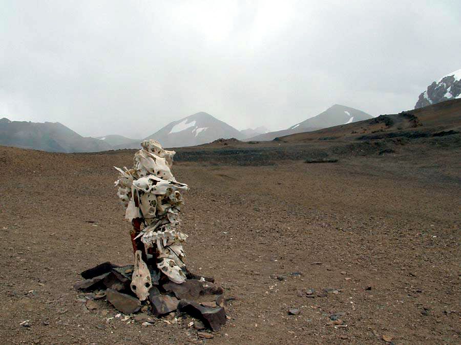 Skulls from pack animals in the Karakorum pass at 5500 m.
