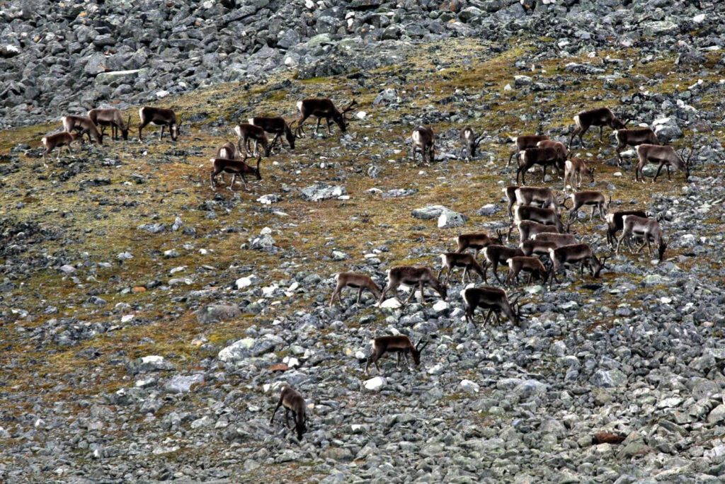 A small herd of reindeer