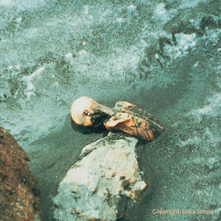 The first picture of Ötzi as he emerged from the melting ice